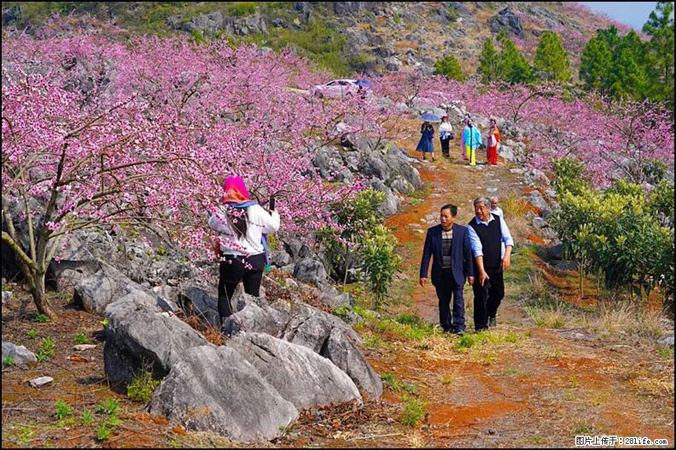 【春天，广西桂林灌阳县向您发出邀请！】望月岭上桃花开 - 游山玩水 - 鹰潭生活社区 - 鹰潭28生活网 yingtan.28life.com