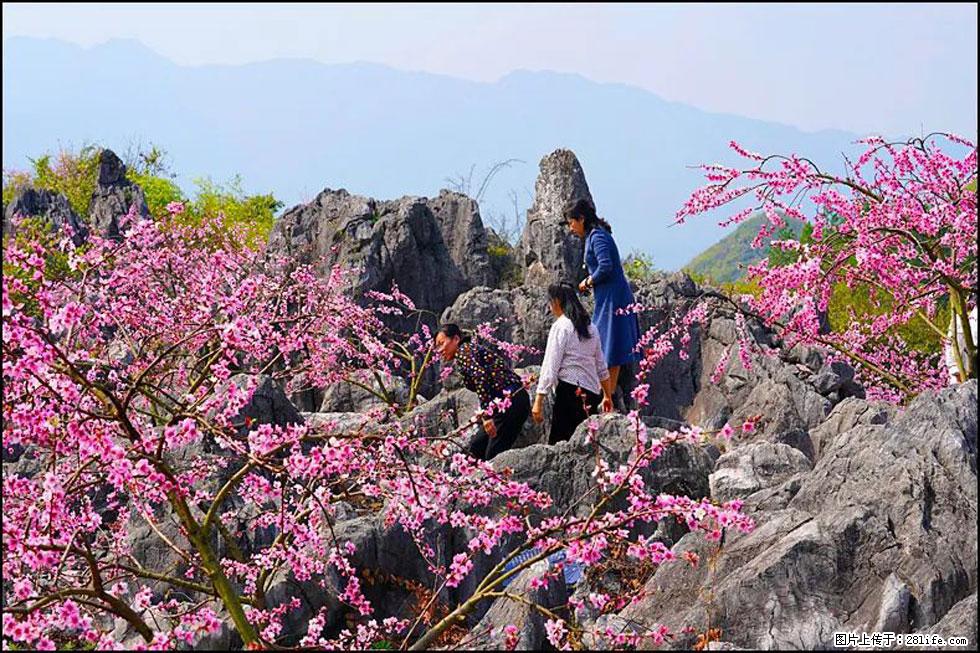 【春天，广西桂林灌阳县向您发出邀请！】望月岭上桃花开 - 游山玩水 - 鹰潭生活社区 - 鹰潭28生活网 yingtan.28life.com