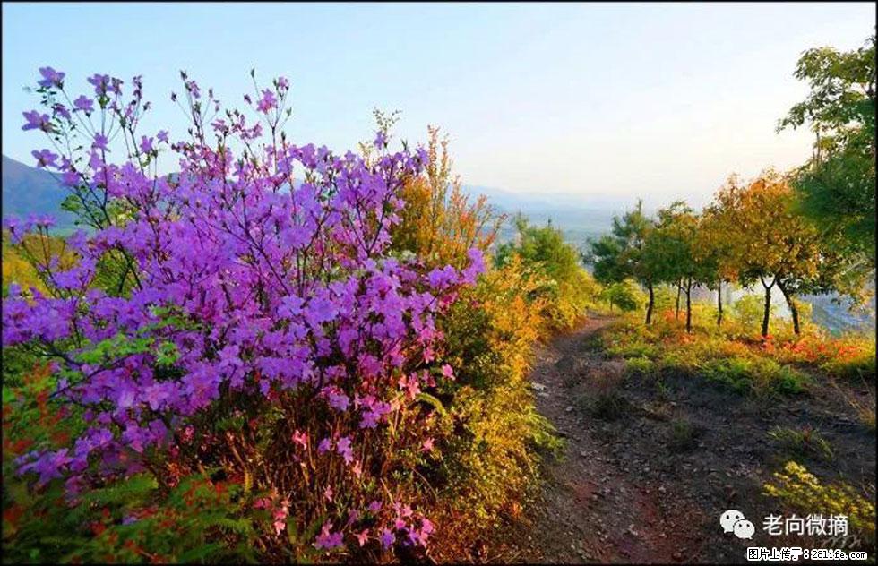 【春天，广西桂林灌阳县向您发出邀请！】登麒麟山，相约映山红 - 游山玩水 - 鹰潭生活社区 - 鹰潭28生活网 yingtan.28life.com