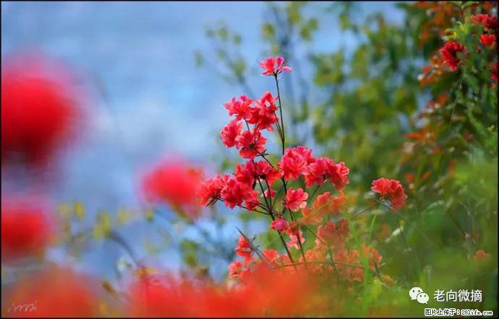 【春天，广西桂林灌阳县向您发出邀请！】登麒麟山，相约映山红 - 游山玩水 - 鹰潭生活社区 - 鹰潭28生活网 yingtan.28life.com