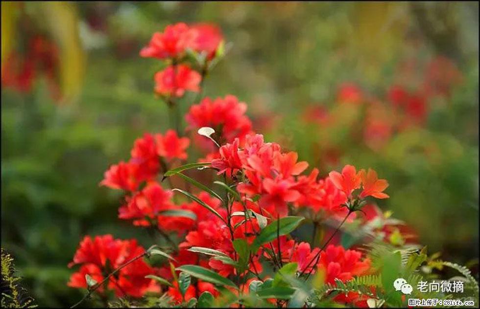 【春天，广西桂林灌阳县向您发出邀请！】登麒麟山，相约映山红 - 游山玩水 - 鹰潭生活社区 - 鹰潭28生活网 yingtan.28life.com