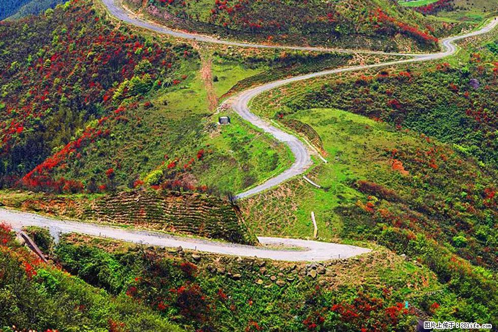 【春天，广西桂林灌阳县向您发出邀请！】春木界上映山红 - 游山玩水 - 鹰潭生活社区 - 鹰潭28生活网 yingtan.28life.com