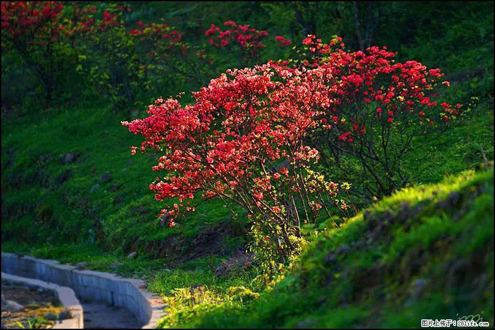 【春天，广西桂林灌阳县向您发出邀请！】春木界上映山红 - 游山玩水 - 鹰潭生活社区 - 鹰潭28生活网 yingtan.28life.com