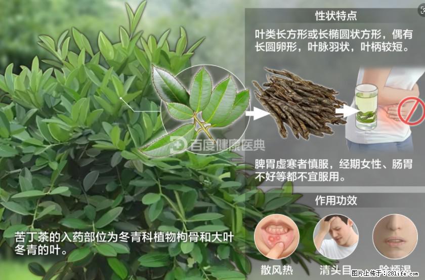 苦丁茶有哪些功效和作用 - 生活百科 - 鹰潭生活社区 - 鹰潭28生活网 yingtan.28life.com