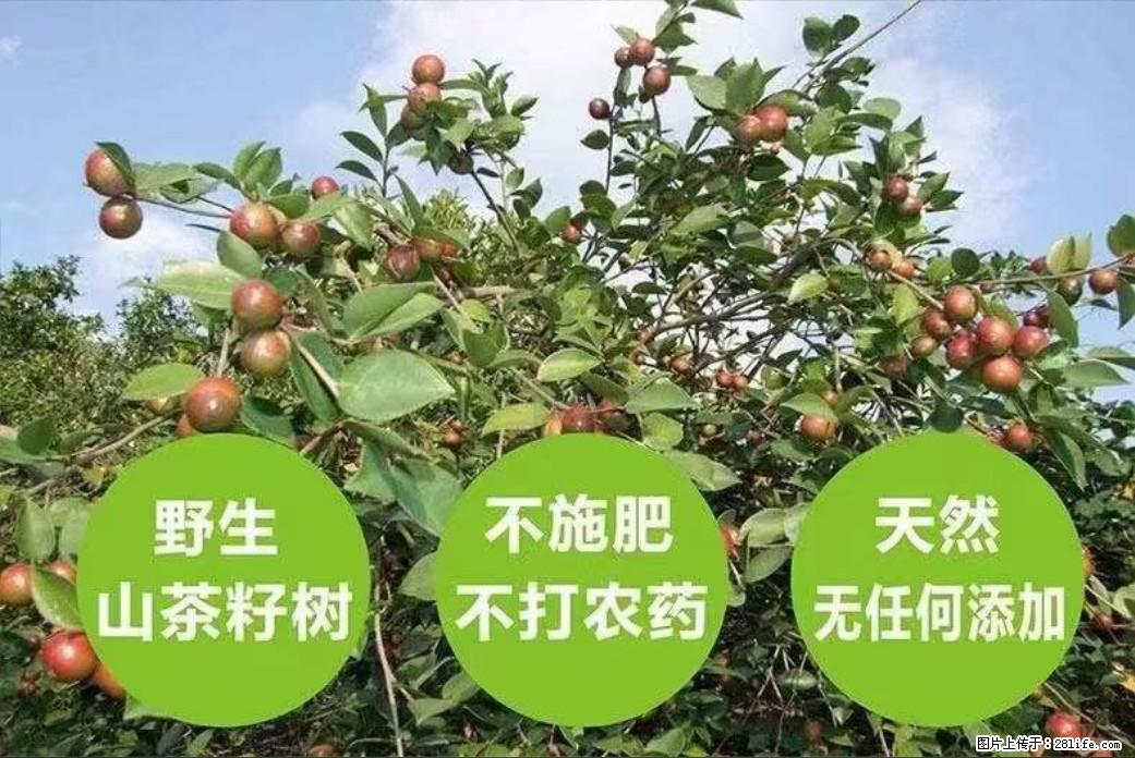 【灌阳县油茶产业示范区】一个有着充实的精神生活的人,对待身外之物自会有一种淡泊的态度 - 美食天地 - 鹰潭生活社区 - 鹰潭28生活网 yingtan.28life.com