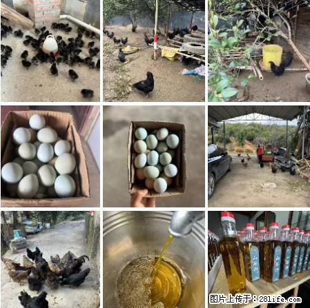 油茶园从小鸡仔开始养起的纯土鸡、土鸡蛋可以预定啦!还有前几天刚榨的纯山茶油哦 - 美食天地 - 鹰潭生活社区 - 鹰潭28生活网 yingtan.28life.com