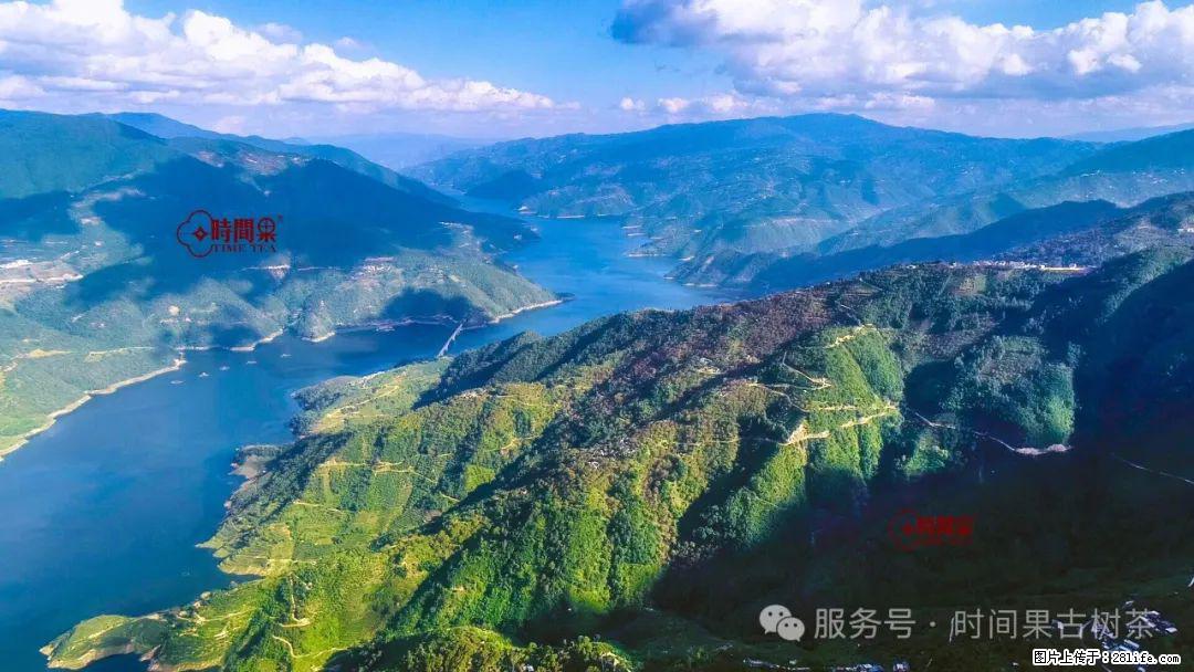 时间果百年古树龙珠普洱生茶 - 购物交流 - 鹰潭生活社区 - 鹰潭28生活网 yingtan.28life.com