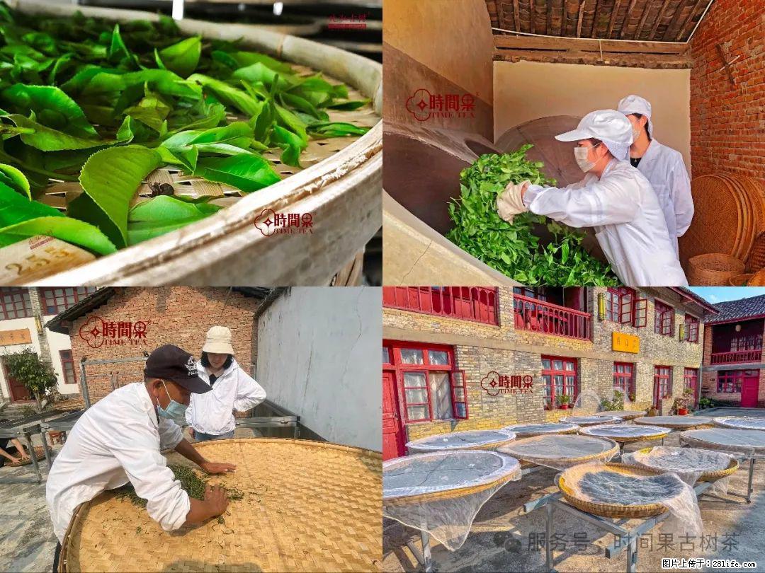 时间果百年古树龙珠普洱生茶 - 购物交流 - 鹰潭生活社区 - 鹰潭28生活网 yingtan.28life.com