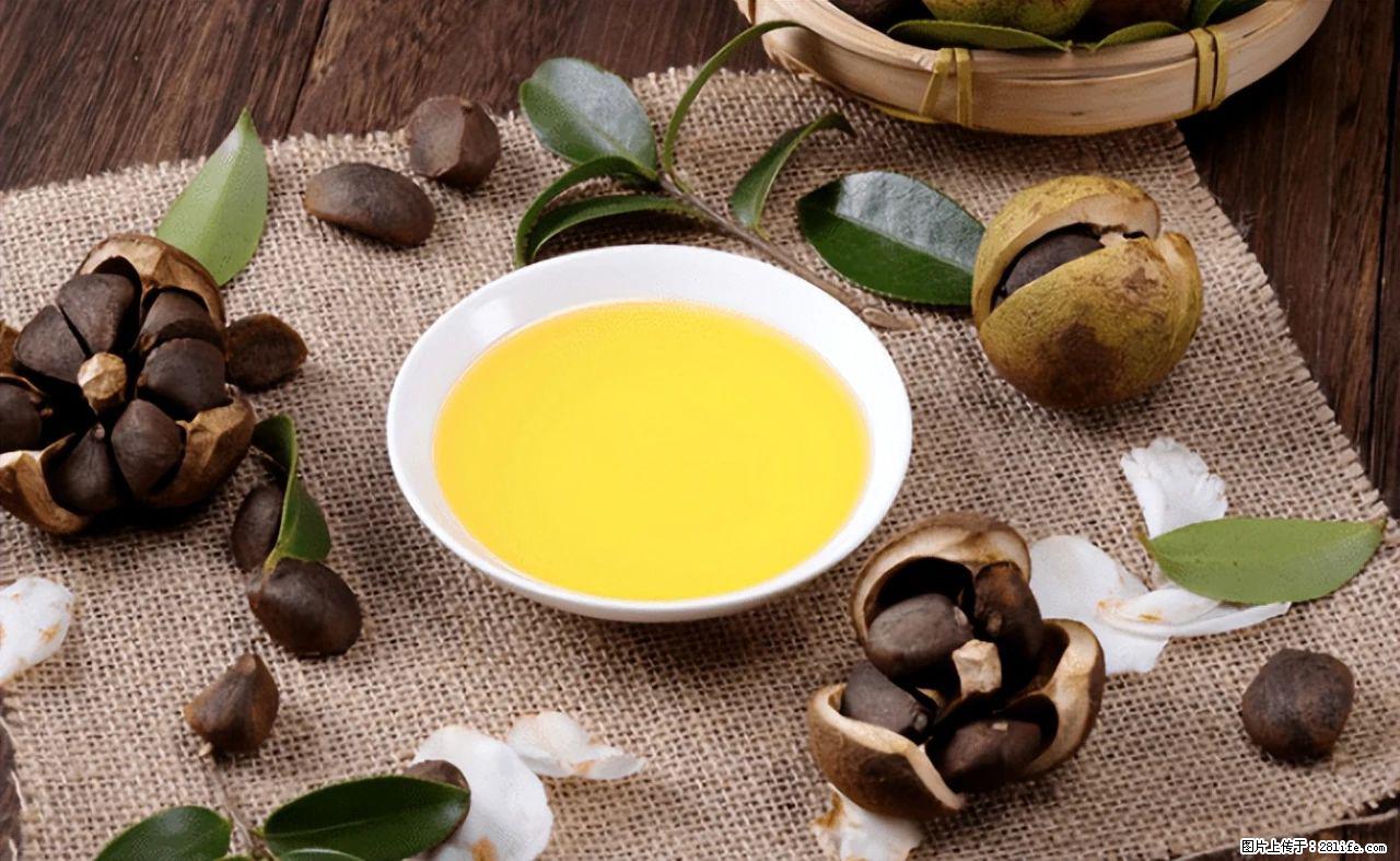 揭秘茶油的5大核心营养成分！被称为人体健康的“守护盾”！ - 鹰潭生活资讯 - 鹰潭28生活网 yingtan.28life.com