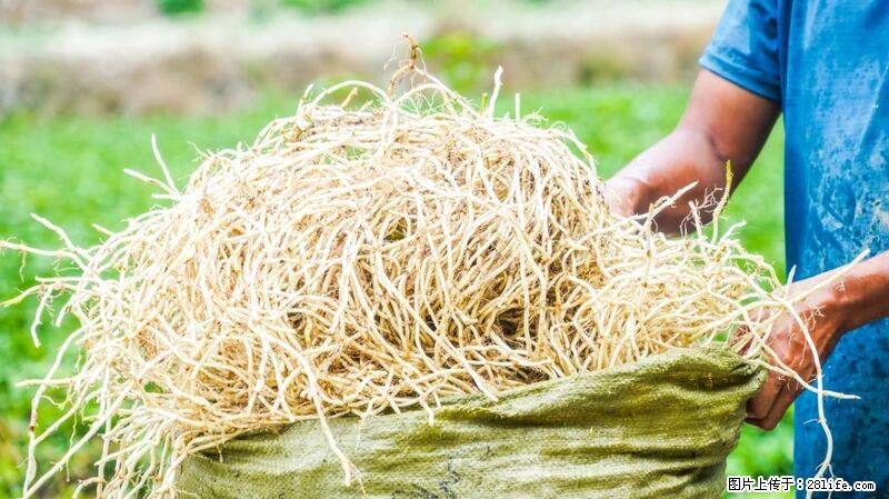 堪称“最难吃”的蔬菜,却是 “抗辐射神器”,还能护肺、清热、止咳化痰! - 鹰潭生活资讯 - 鹰潭28生活网 yingtan.28life.com