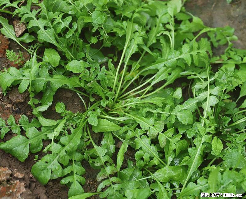 这些蔬菜是“天然钙片”，这6种被医生重点推荐 - 鹰潭生活资讯 - 鹰潭28生活网 yingtan.28life.com