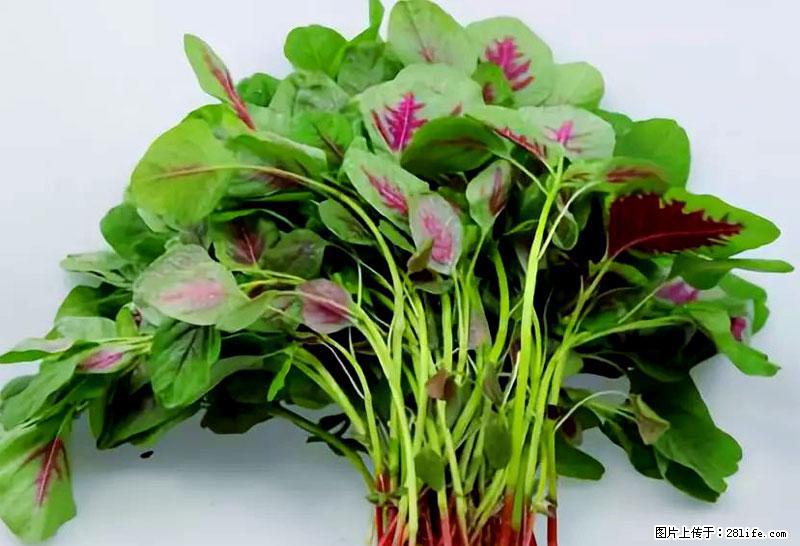 这些蔬菜是“天然钙片”，这6种被医生重点推荐 - 鹰潭生活资讯 - 鹰潭28生活网 yingtan.28life.com