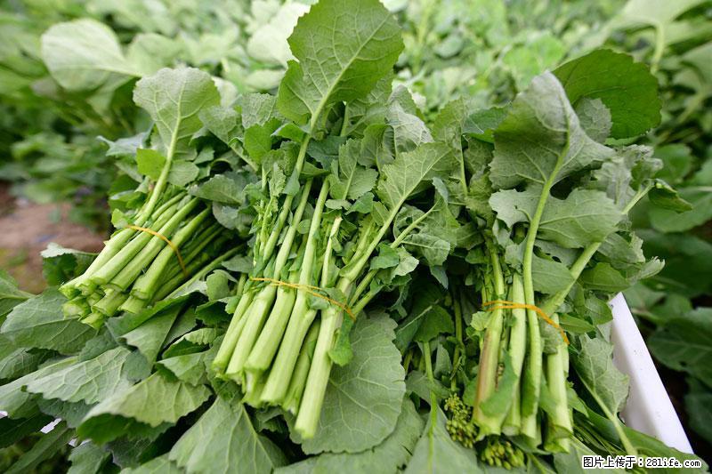 这些蔬菜是“天然钙片”，这6种被医生重点推荐 - 鹰潭生活资讯 - 鹰潭28生活网 yingtan.28life.com